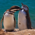 pinguin1.jpg