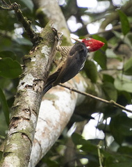 woodpecker1
