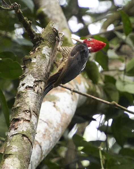 woodpecker1.jpg